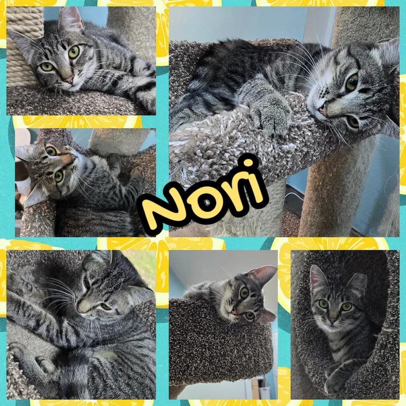 A young medium-sized female Tabby (Brown / Chocolate) Domestic Short Hair cat named Nori for adoption in Arlington, WA