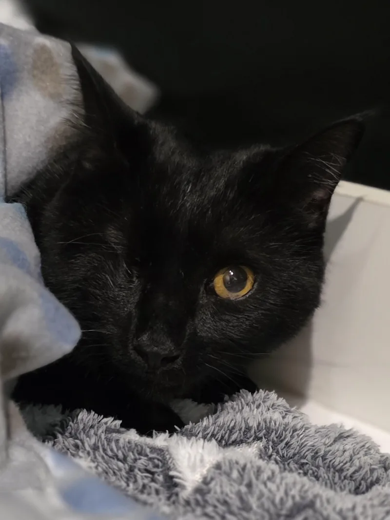 A young medium-sized male Black Domestic Short Hair cat named Toddy for adoption in Johnson City, TN