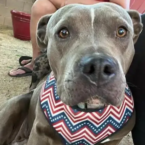 An adult large-sized female Gray / Blue / Silver American Staffordshire Terrier dog named Tawny for adoption in Mesa, AZ