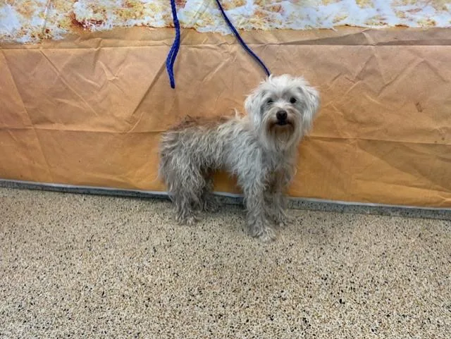 An adult small-sized male Bichon Frise dog named Max for adoption in Miami, FL