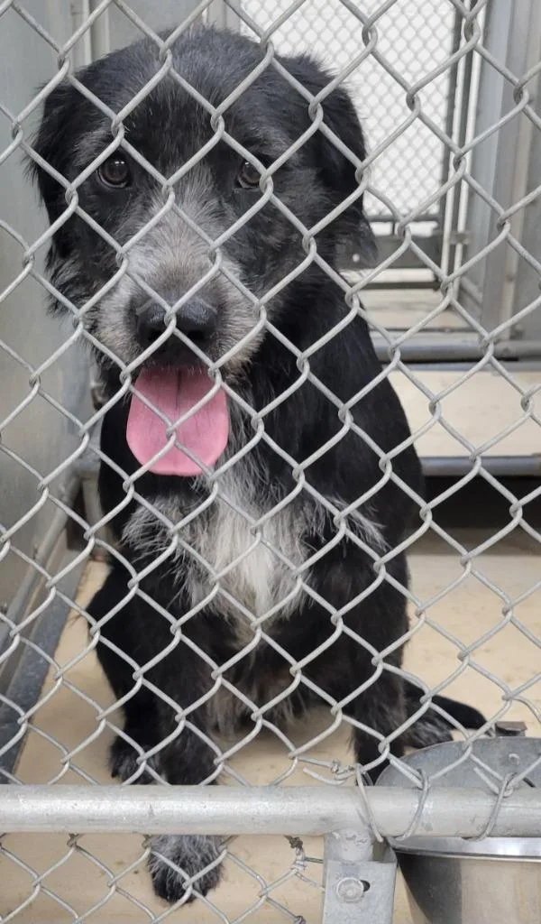 A young medium-sized female Terrier dog named S Dog for adoption in Heber City, UT