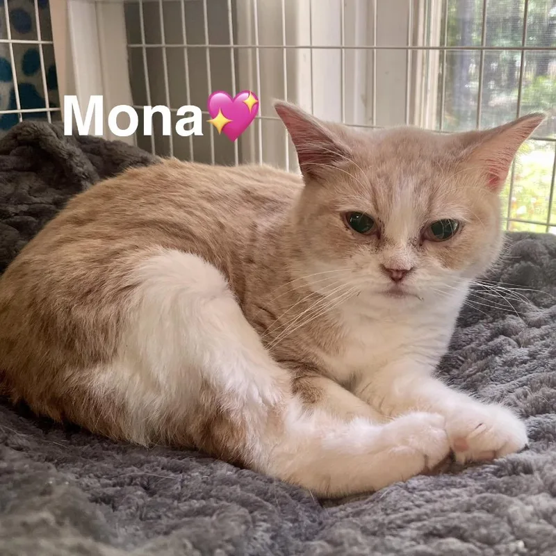 A young small-sized female Black Manx cat named Mona for adoption in Peachtree City, GA