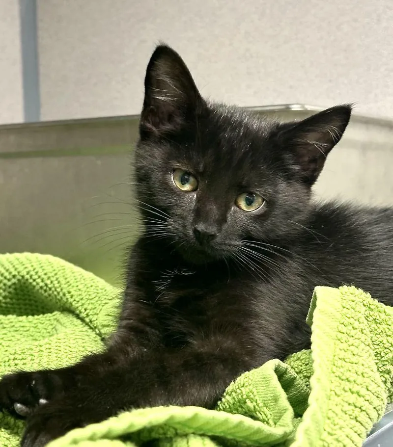A baby small-sized female Black Domestic Short Hair cat named Fig for adoption in Alexandria, VA