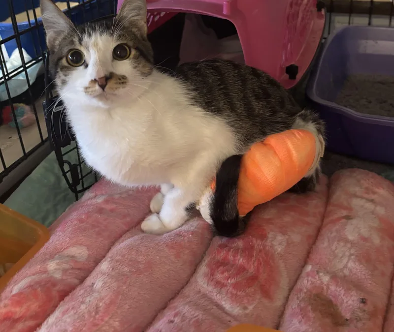 A young medium-sized male Gray & White Domestic Short Hair cat named Choo Choo Charlie for adoption in Fairfax, VA