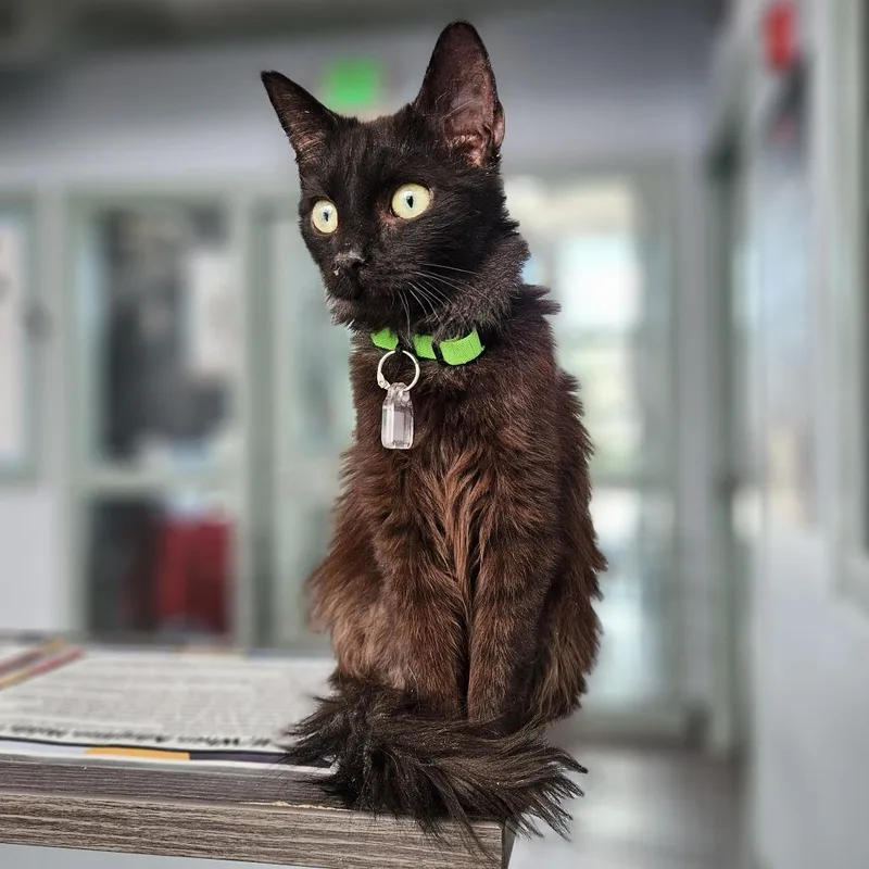 A young small-sized male Black Domestic Medium Hair cat named Soot for adoption in Lakewood, CO