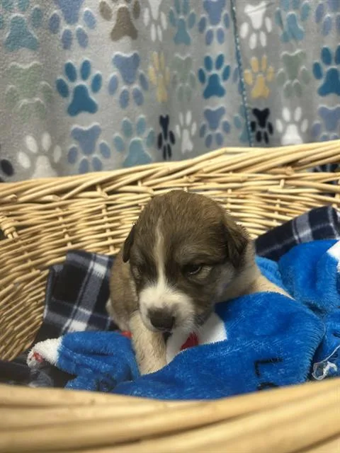 A baby small-sized male Great Pyrenees dog named Memphis for adoption in Rosenberg, TX