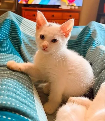A baby small-sized male White Domestic Short Hair cat named Dom Toretto for adoption in Kansas City, MO