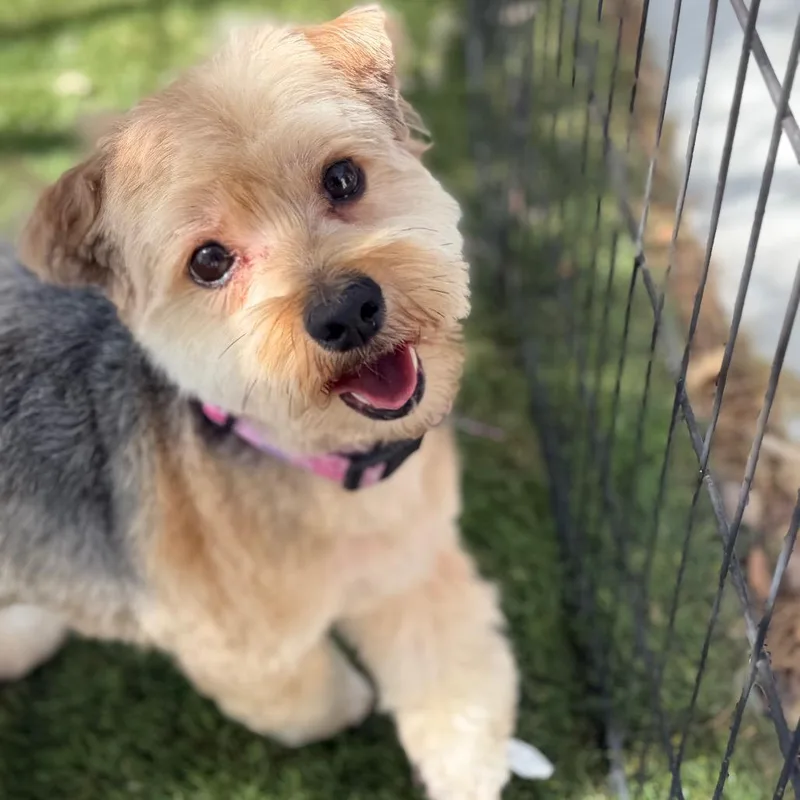 A young small-sized female Yellow / Tan / Blond / Fawn Yorkshire Terrier dog named Millie for adoption in Phoenix, AZ