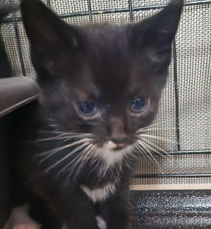 A baby medium-sized male Domestic Short Hair cat named Chalupa for adoption in Douglasville, GA