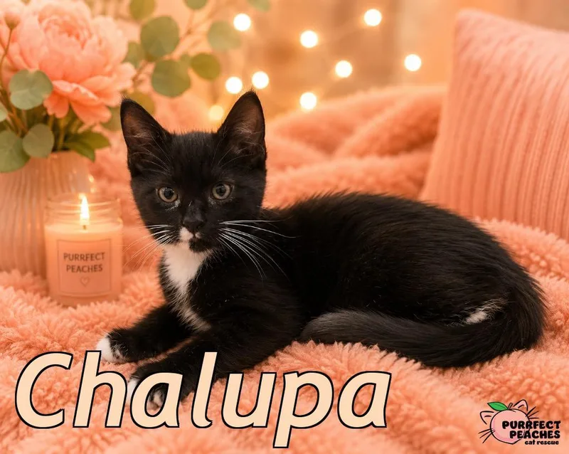 Chalupa thumbnail 2