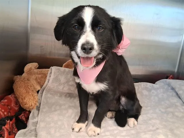 A young small-sized female Cavalier King Charles Spaniel dog named Suzie for adoption in Tustin, CA