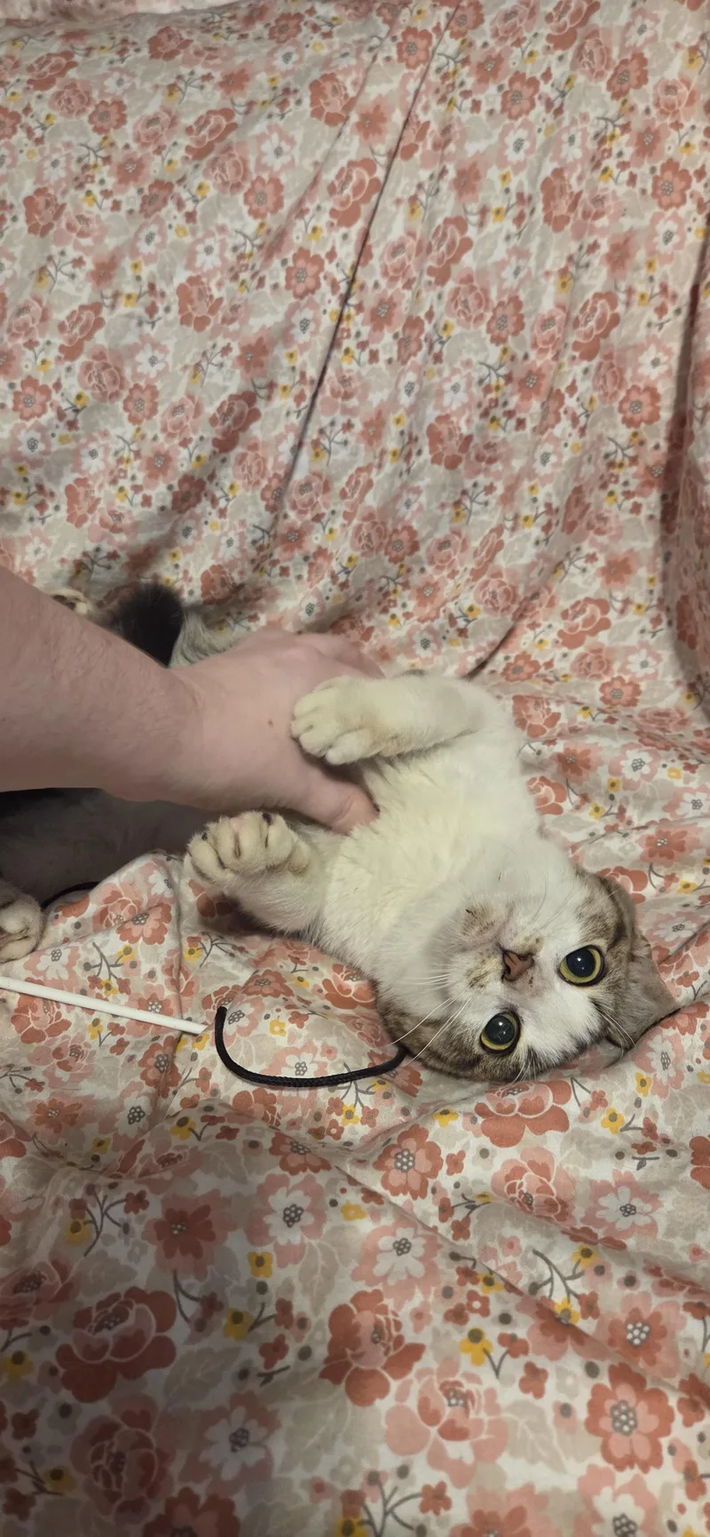 A young medium-sized male White Domestic Short Hair cat named Leomord for adoption in Evansville, IN