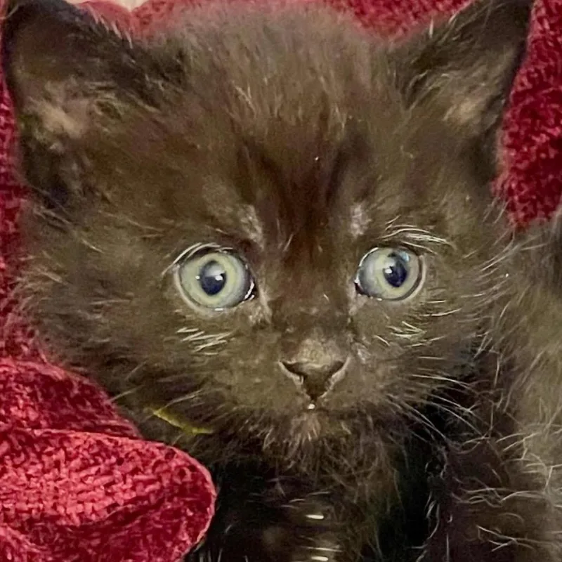 A baby small-sized female Black Domestic Short Hair cat named Java for adoption in Natick, MA