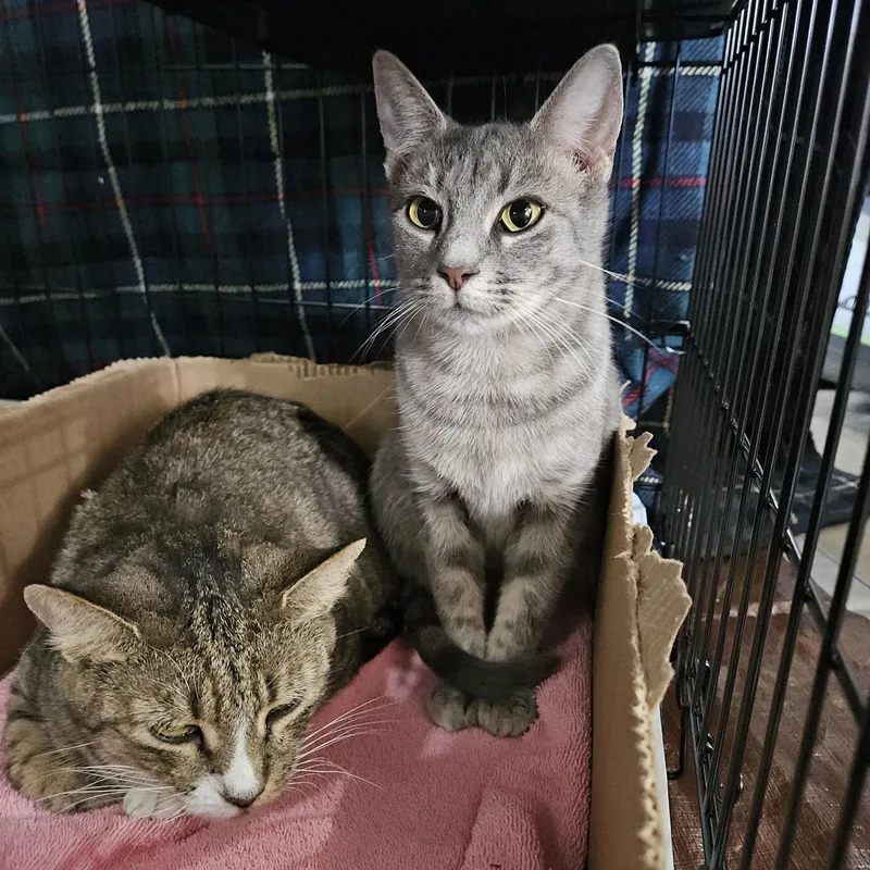 Buttercup  Meet Me thumbnail 2