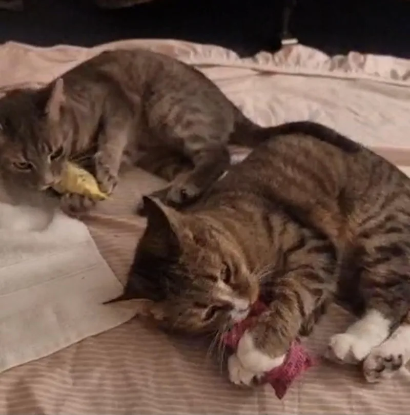 Buttercup  Meet Me thumbnail 3