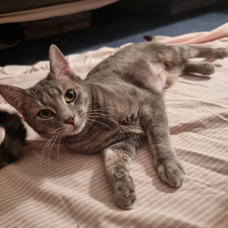 Buttercup  Meet Me thumbnail 4