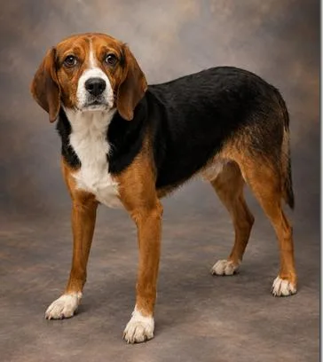 A young medium-sized male Tricolor (Brown, Black, & White) Beagle dog named Carl for adoption in Lexington, MA