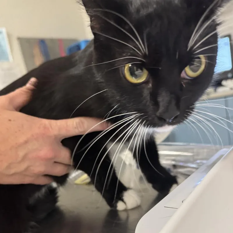 An adult medium-sized female Black Domestic Medium Hair cat named Morrigan for adoption in Charleston, WV