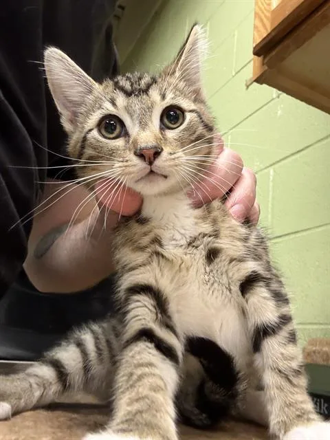 A baby small-sized male Domestic Short Hair cat named Lightning for adoption in Indianapolis, IN