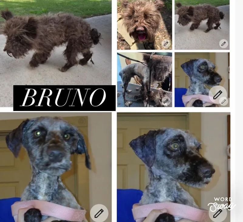Bruno