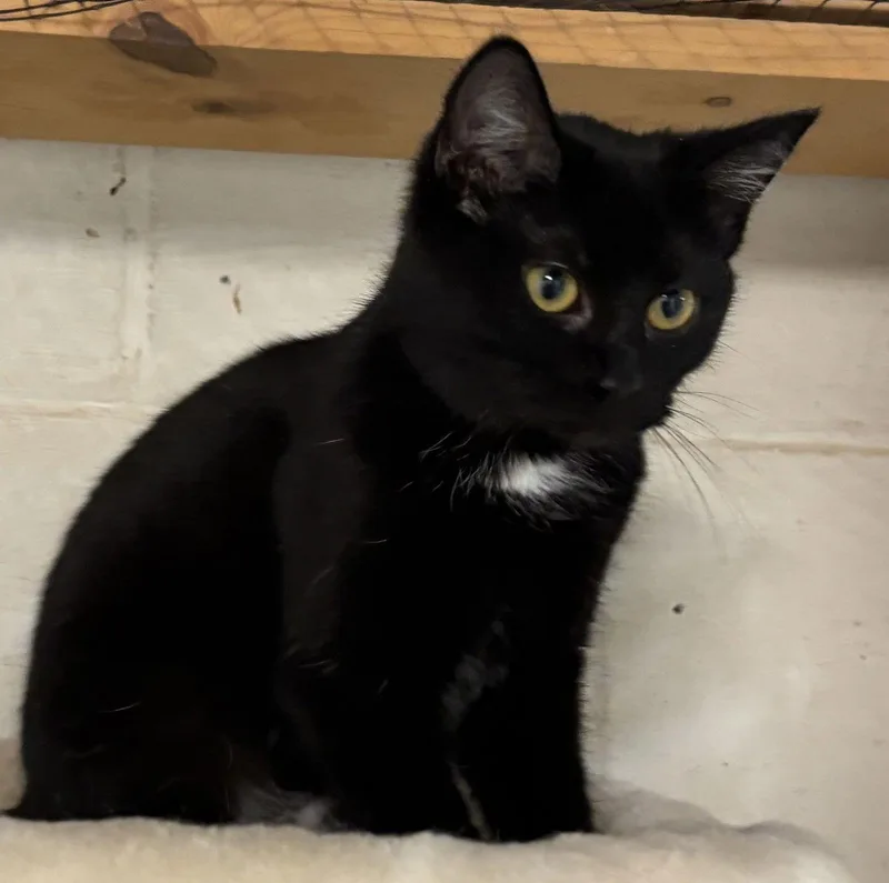 A young medium-sized female Domestic Short Hair cat named Blizzard: Visit At Petsmart for adoption in Rustburg, VA