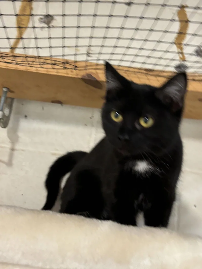 Blizzard: Visit At Petsmart thumbnail 2