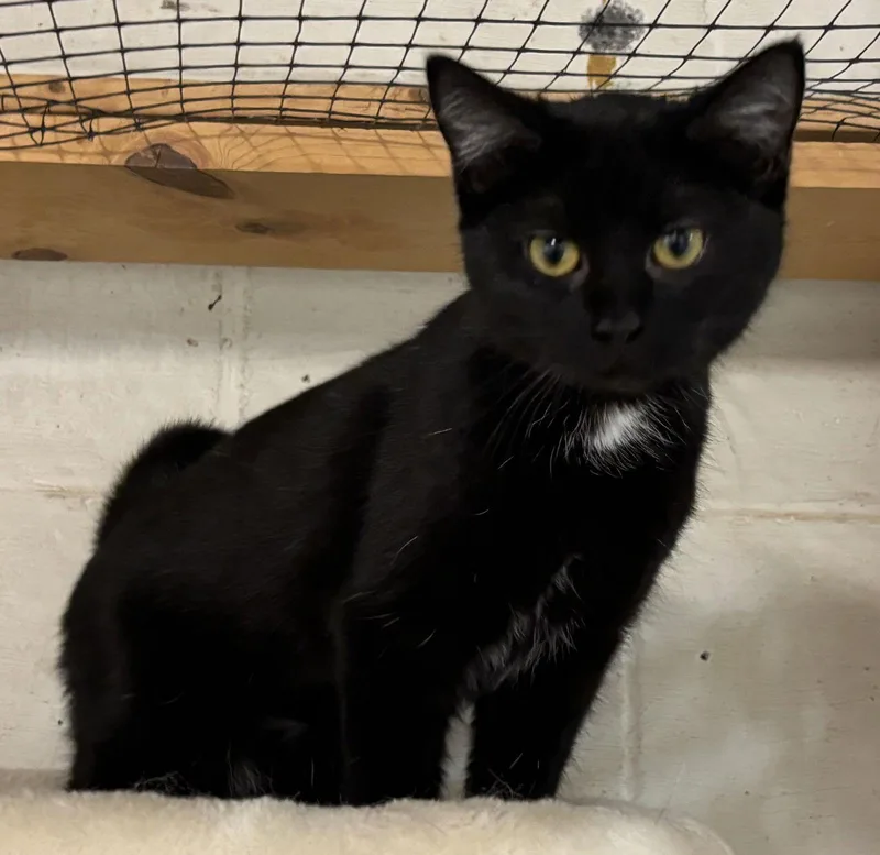 Blizzard: Visit At Petsmart thumbnail 3