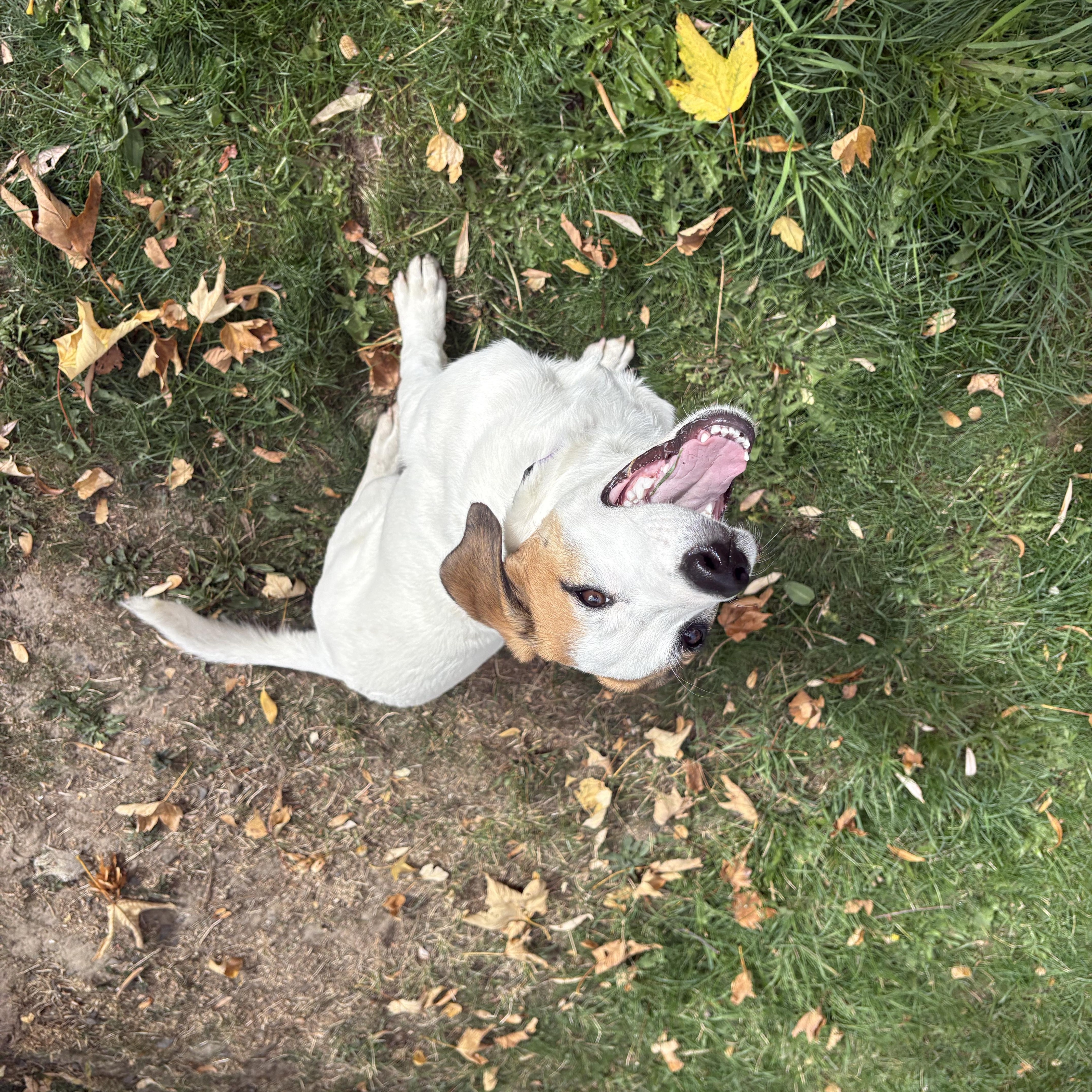 A baby medium-sized female Mixed Breed dog named Flora for adoption in Moscow, ID