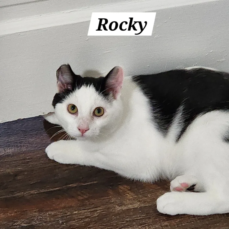 Rocky thumbnail 3