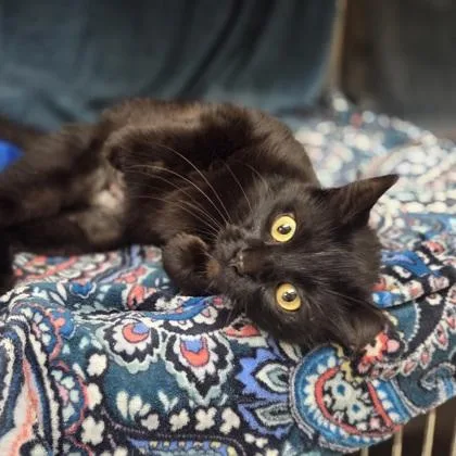 An adult medium-sized female Domestic Medium Hair cat named Zinnia for adoption in Westland, MI