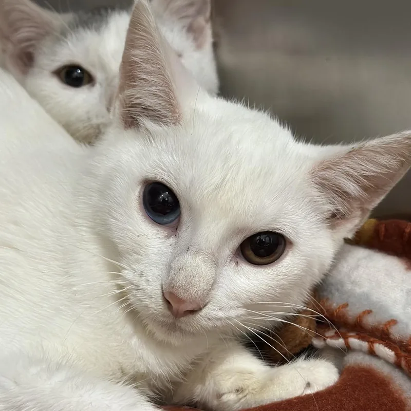 A young small-sized male White Domestic Medium Hair cat named Harvest for adoption in Matteson, IL