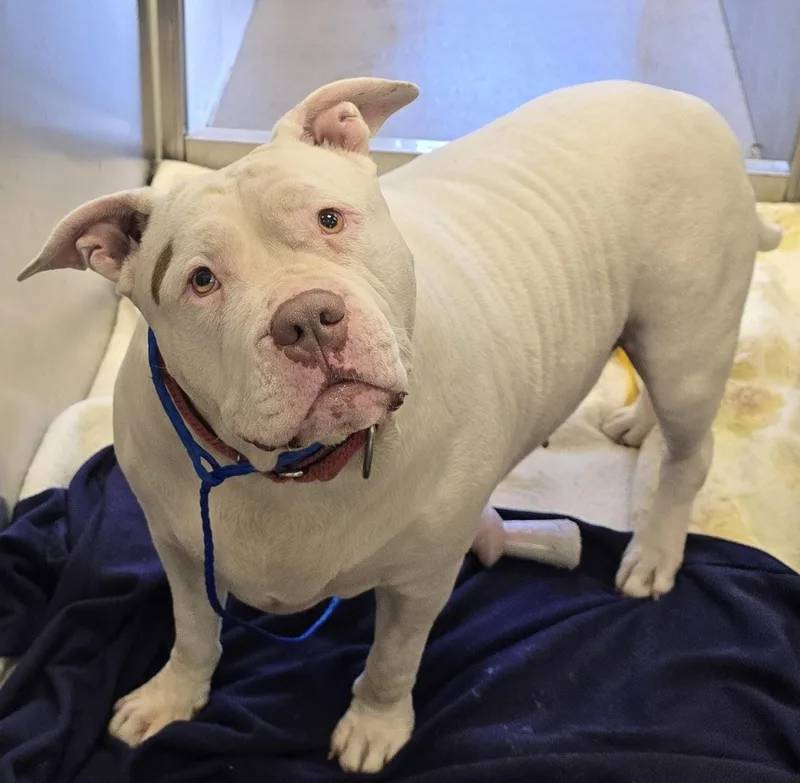 An adult large-sized female White / Cream Pit Bull Terrier dog named Xena for adoption in Amityville, NY