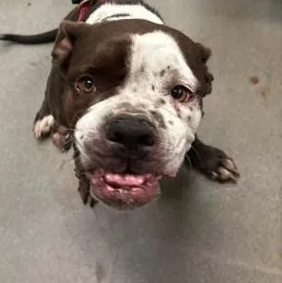 An adult medium-sized female Mixed Breed dog named Dolly for adoption in Severn, MD