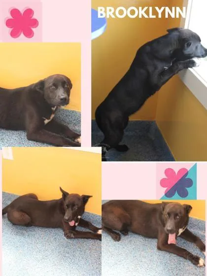 A baby medium-sized female Retriever dog named Brooklynn for adoption in Kenansville, NC