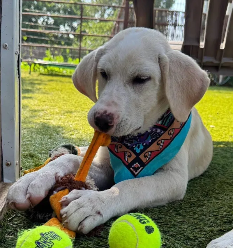 A young medium-sized male Labrador Retriever dog named Luke for adoption in Southlake, TX