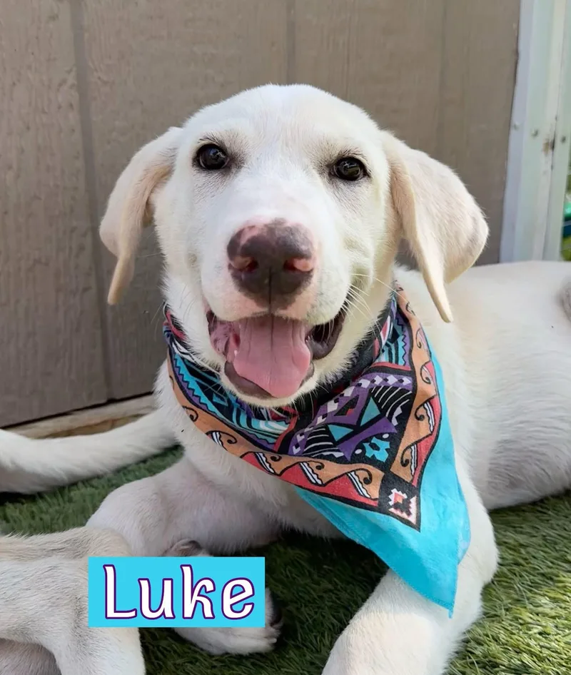 Luke thumbnail 3