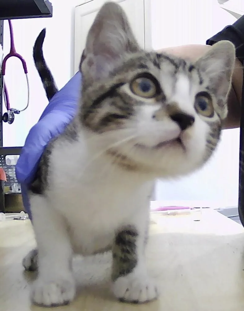A baby small-sized male Domestic Short Hair cat named Caspian for adoption in Anoka, MN