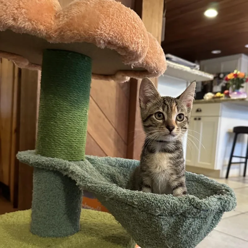 A baby small-sized female Brown / Chocolate Domestic Short Hair cat named Fruity Pebbles for adoption in Pasadena , MD