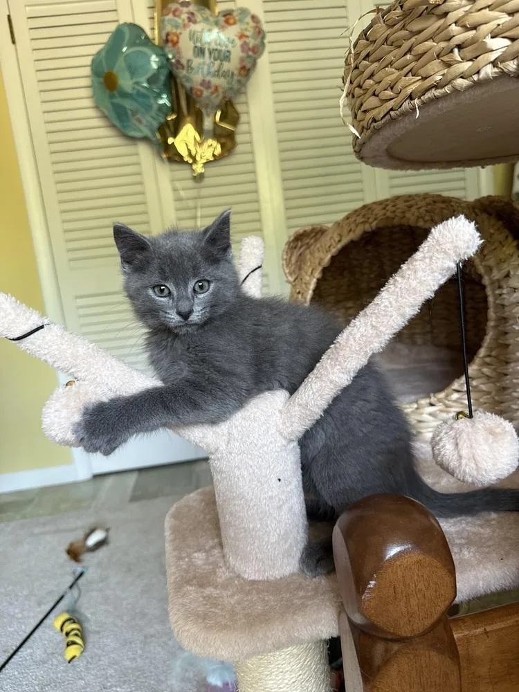 A baby medium-sized male Domestic Medium Hair cat named Pebbles for adoption in East Greenville, PA