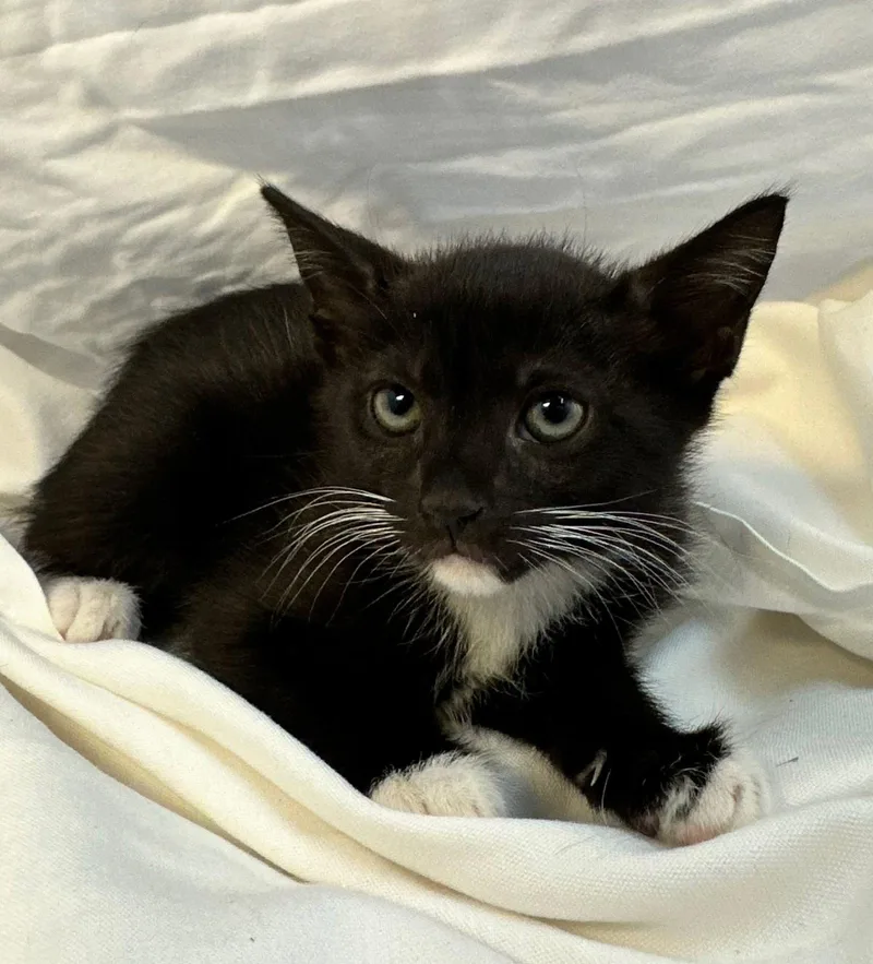 A baby medium-sized female Black & White / Tuxedo Domestic Short Hair cat named Butterscotch for adoption in Margate, FL