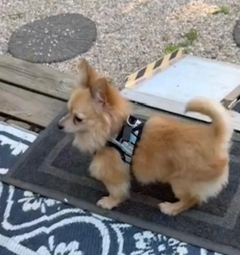 A young small-sized male Pomeranian dog named Waldo for adoption in Hamburg, NY