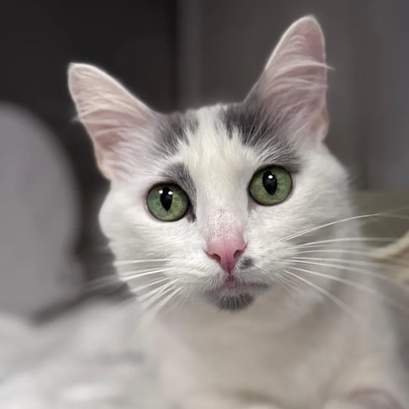 An adult medium-sized female Domestic Medium Hair cat named Ms. Maisel for adoption in Los Angeles, CA