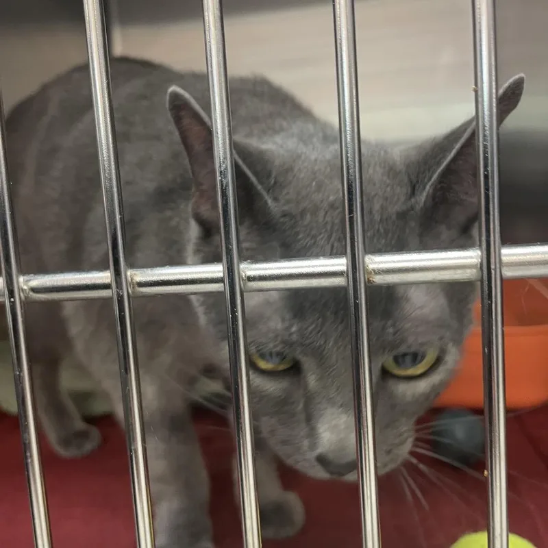 A senior medium-sized female Gray / Blue / Silver Domestic Short Hair cat named Peanut for adoption in Port Charlotte, FL