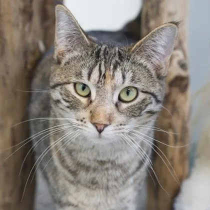 A baby small-sized female Domestic Short Hair cat named Frisky for adoption in Verona, WI