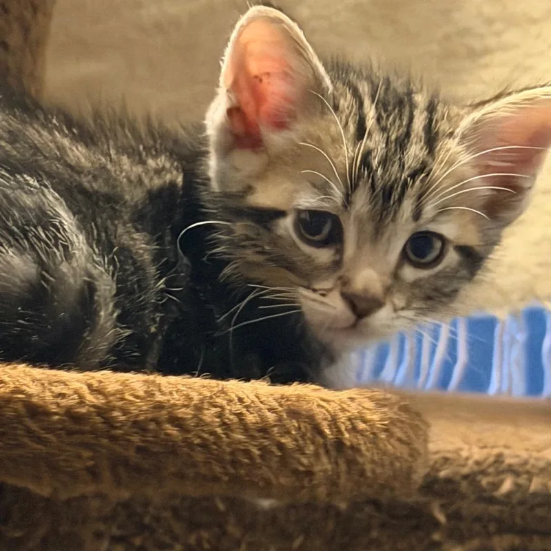 A baby small-sized male Domestic Short Hair cat named Aladdin for adoption in Tustin, CA