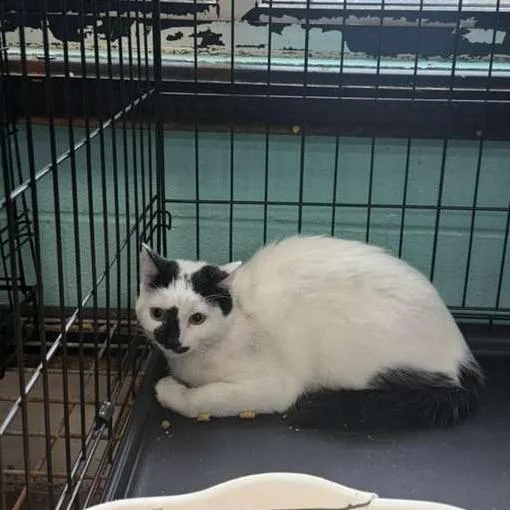 A young small-sized male White Domestic Short Hair cat named Splash for adoption in Gadsden, AL