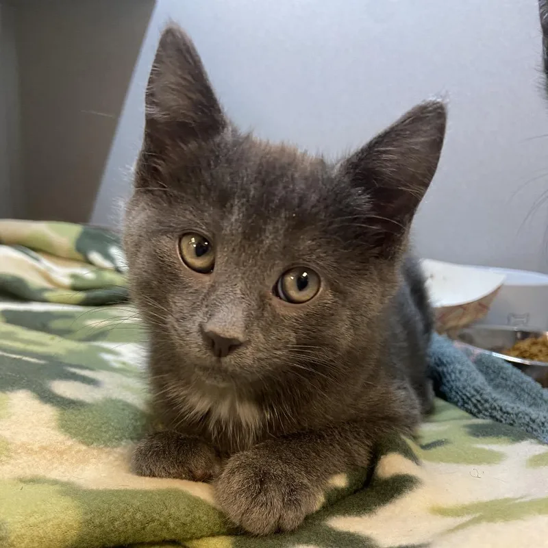 A baby small-sized male Domestic Short Hair cat named Zoinks for adoption in Pittsburgh, PA