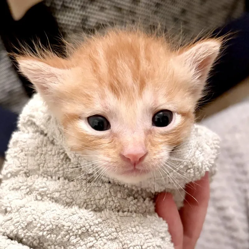 A baby small-sized male Orange / Red Domestic Short Hair cat named Egg Yolk Jellyfish for adoption in Austin, TX