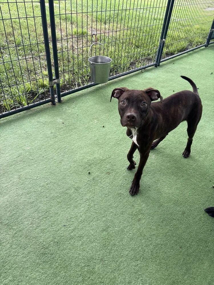 An adult medium-sized male Black Mouth Cur dog named Ace for adoption in Lakeland, FL