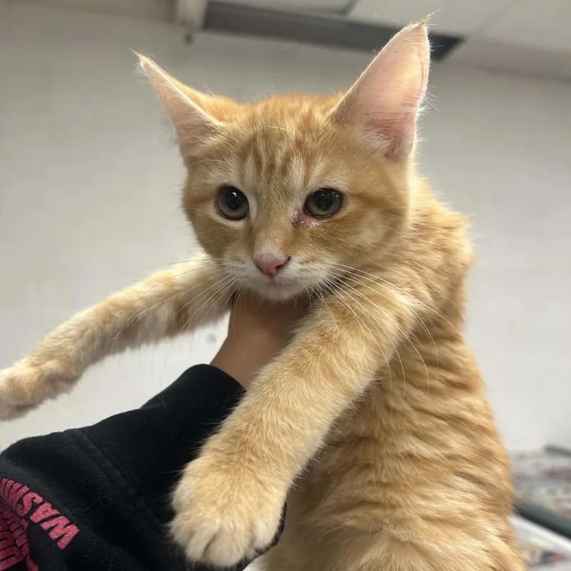 A baby small-sized female Orange / Red Domestic Short Hair cat named Shrimply for adoption in Woodbury, NJ
